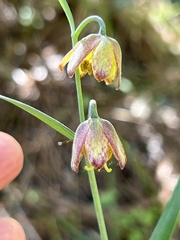Fritillaria micrantha