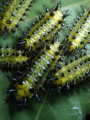 Scopelodes contracta