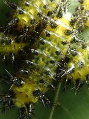 Scopelodes contracta