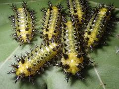 Scopelodes contracta