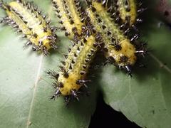 Scopelodes contracta