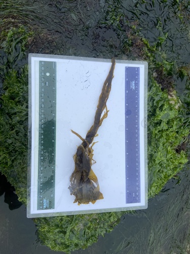 Taonia lennebackerae observed 2025-03-26