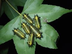 Scopelodes contracta