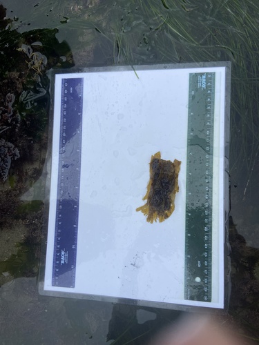 Taonia lennebackerae observed 2025-03-26