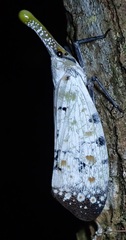 Pyrops watanabei