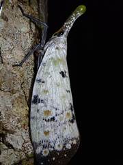Pyrops watanabei