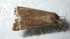 Protolampra sobrina