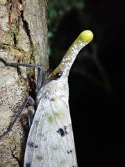 Pyrops watanabei