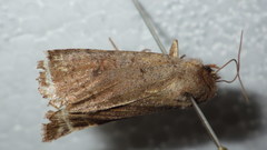 Protolampra sobrina