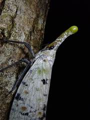 Pyrops watanabei