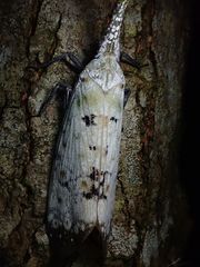 Pyrops watanabei
