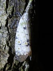 Pyrops watanabei