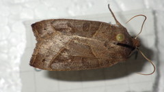 Mesogona oxalina