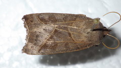Mesogona oxalina