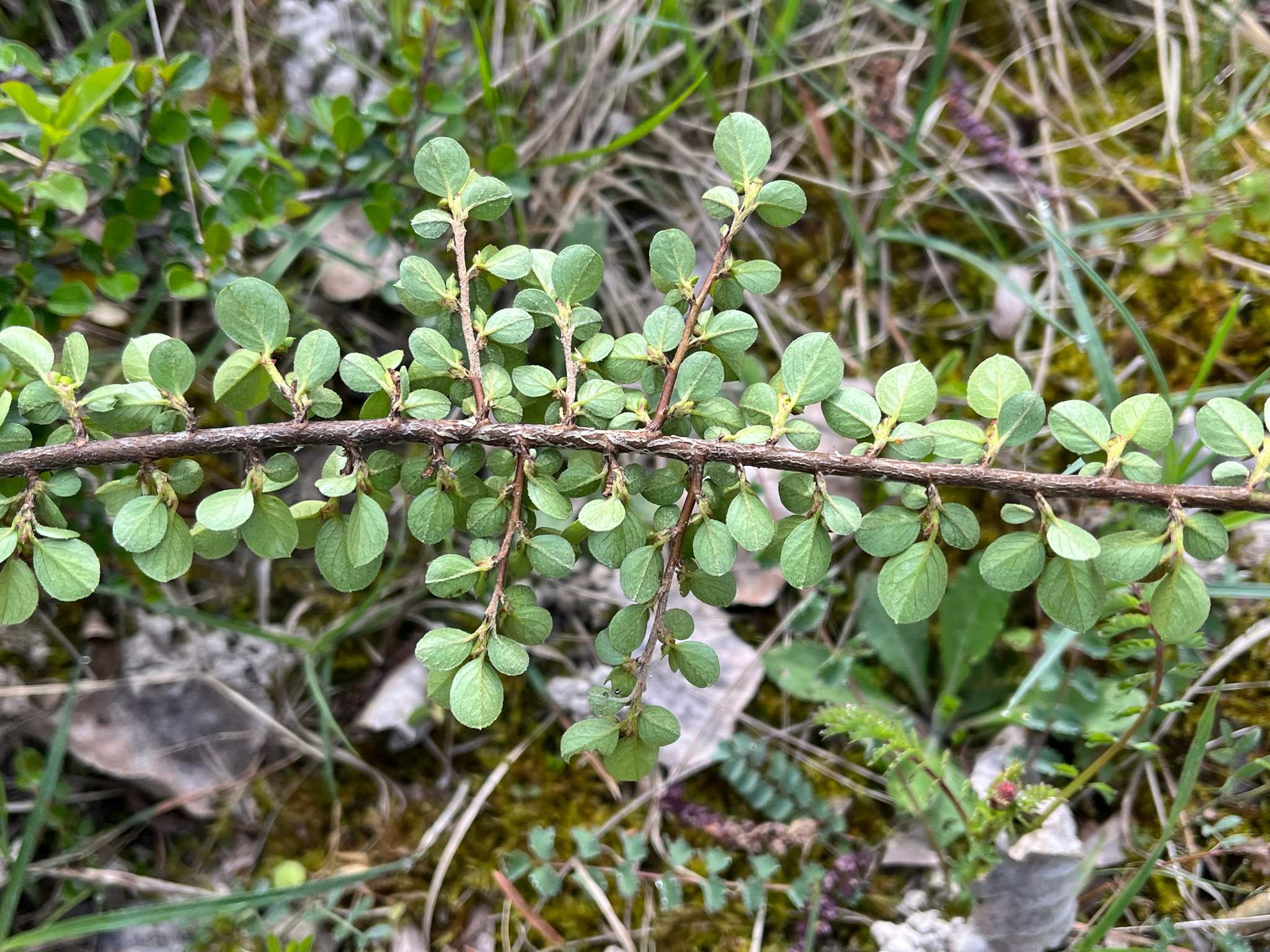 Imagem de Cotoneaster