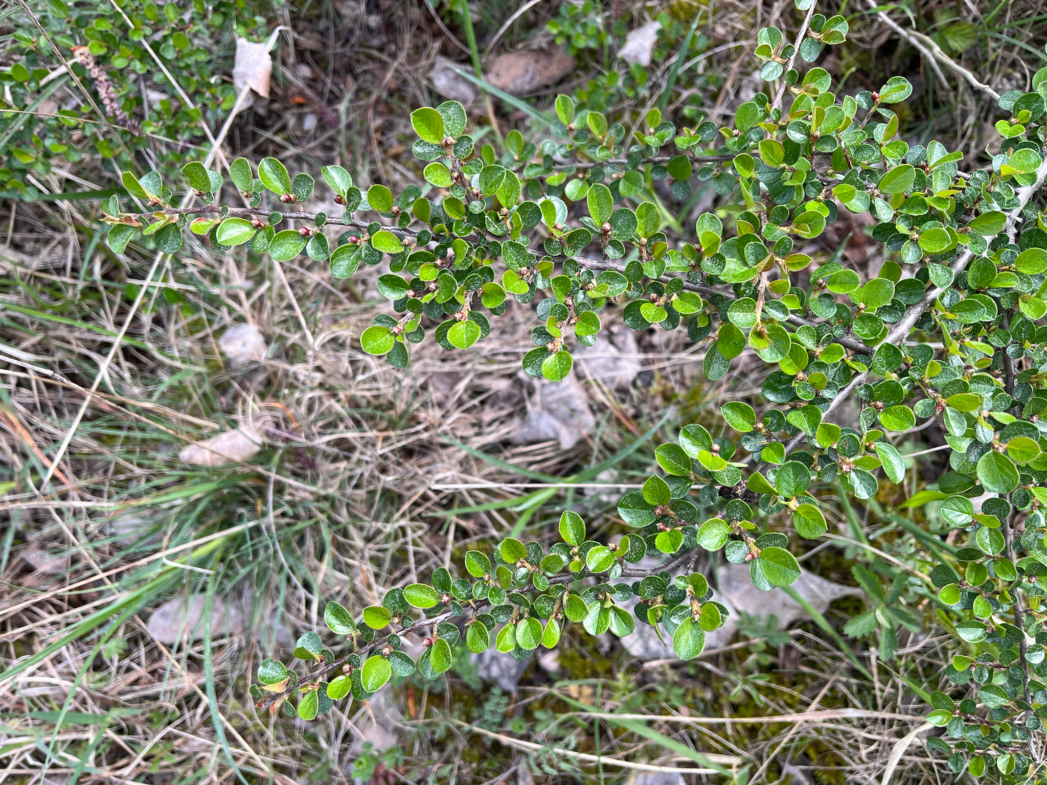 Imagem de Cotoneaster