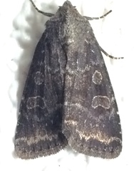 Protorthodes