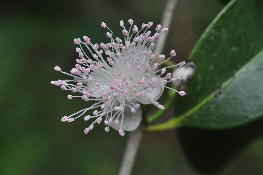 Eugenia stictopetala