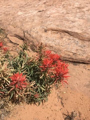 Castilleja scabrida
