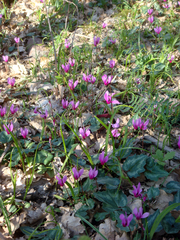 Cyclamen repandum