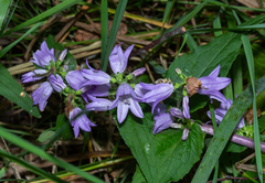 Campanula bononiensis