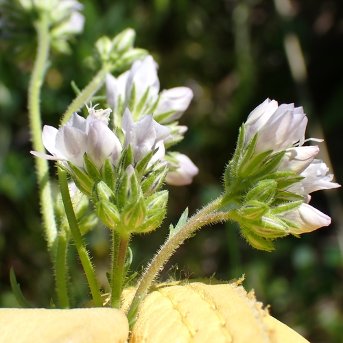 Image of Gilia angelensis by no rights reserved