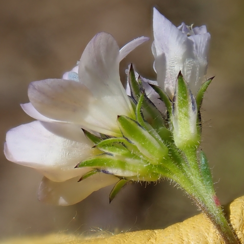 Image of Gilia angelensis by no rights reserved