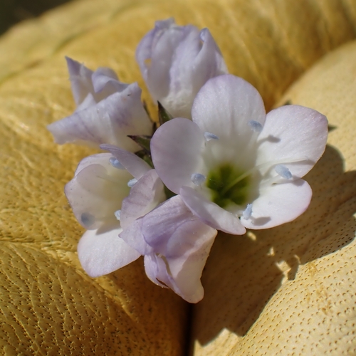Image of Gilia angelensis by no rights reserved