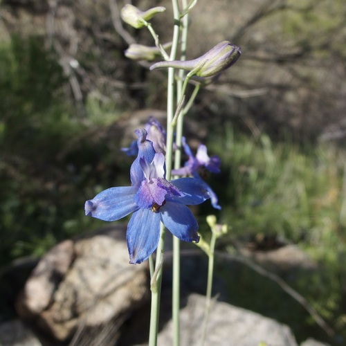 Image of Delphinium scaposum by (c) Sue Carnahan, some rights reserved (CC BY)