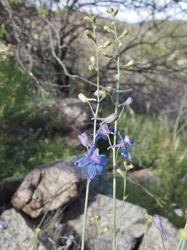 Image of Delphinium scaposum by (c) Sue Carnahan, some rights reserved (CC BY)
