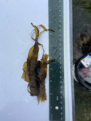 Taonia lennebackerae observed 2025-03-26
