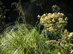 Gahnia setifolia