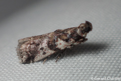 Rhodophaea