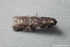 Rhodophaea