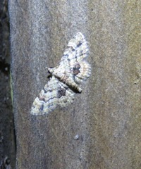 Gymnoscelis lophopus
