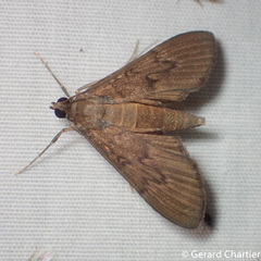 Tatobotys janapalis