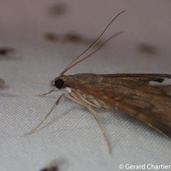 Tatobotys janapalis