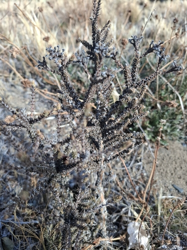 Mulguraea tridens, photograph 2