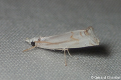 Eschata