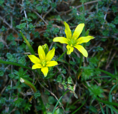 Gagea bohemica