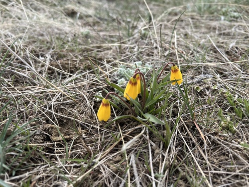 iNaturalist observation 2025-04-09