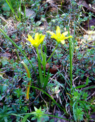 Gagea bohemica