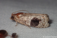 Ophiorrhabda mormopa