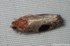 Ophiorrhabda mormopa