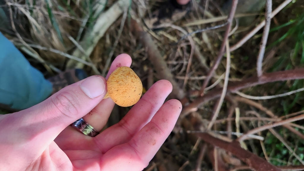 Gymnopilus junonius · April 2025 · photo: © squidney8 (iNaturalist, cc0)