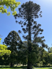 Araucaria bidwillii