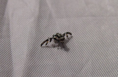 Dyscrasis hendeli
