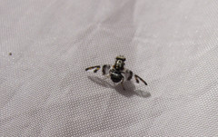 Dyscrasis hendeli