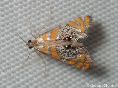 Nymphicula