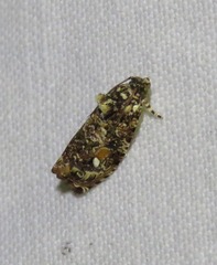 Sycacantha